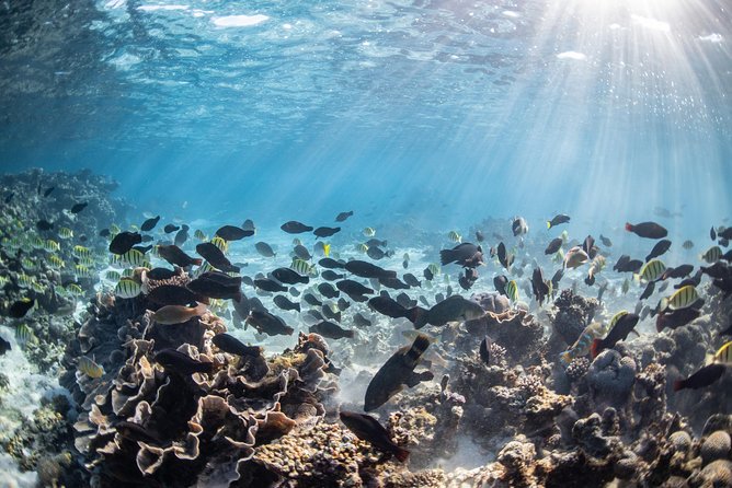 Coral Bay 3-Hour Turtle Ecotour - The best fit for this Coral Bay trip