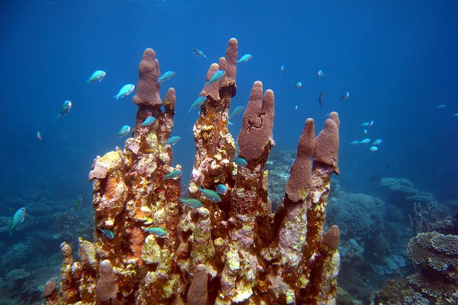 Coral Bay 3-Hour Turtle Ecotour - Two snorkeling stops, not just a boat ride