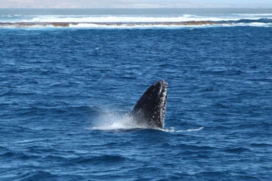 Coral Bay: 3-Hour Whale Watching Experience - Key points at a glance