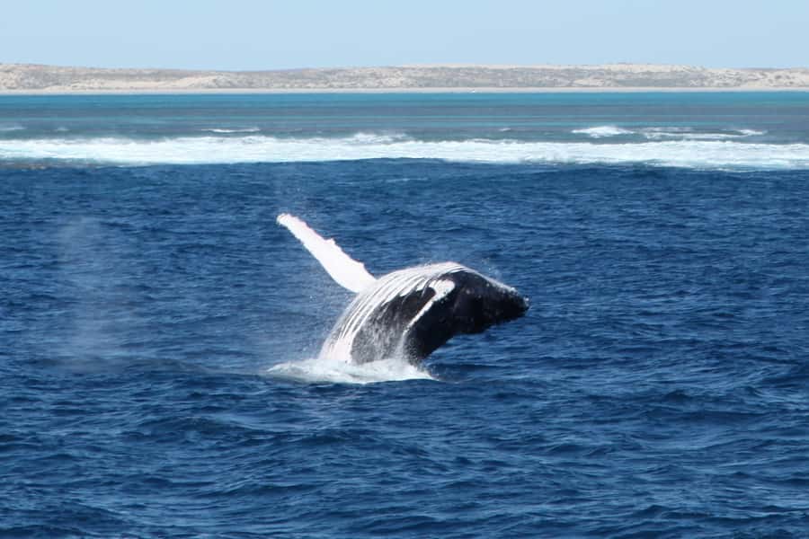 Coral Bay: 3-Hour Whale Watching Experience - Why Coral Bay is a fine place to watch whales