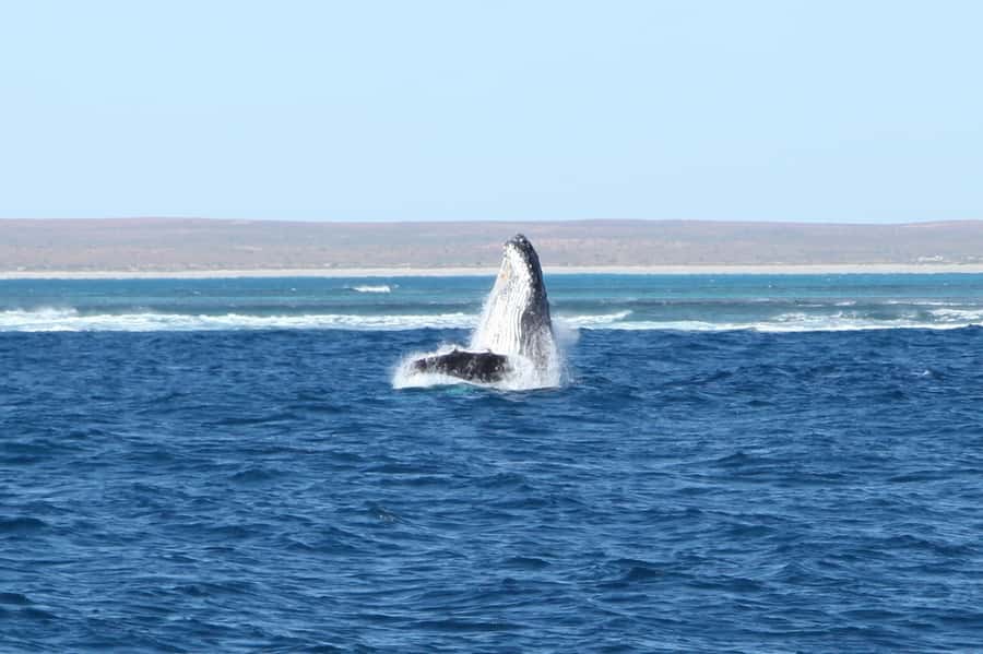 Coral Bay: 3-Hour Whale Watching Experience - The short cruise to Bateman’s Bay