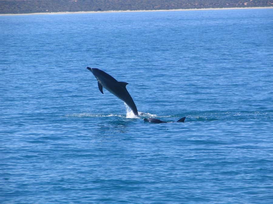 Coral Bay: 3-Hour Whale Watching Experience - More than whales: turtles, dolphins, and dugong