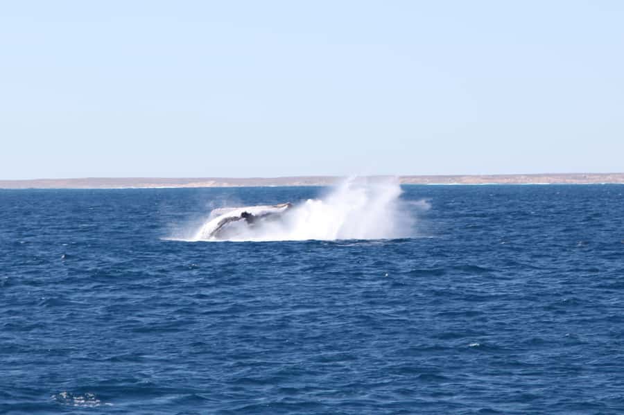 Coral Bay: 3-Hour Whale Watching Experience - Meeting the boat at Robinson Street