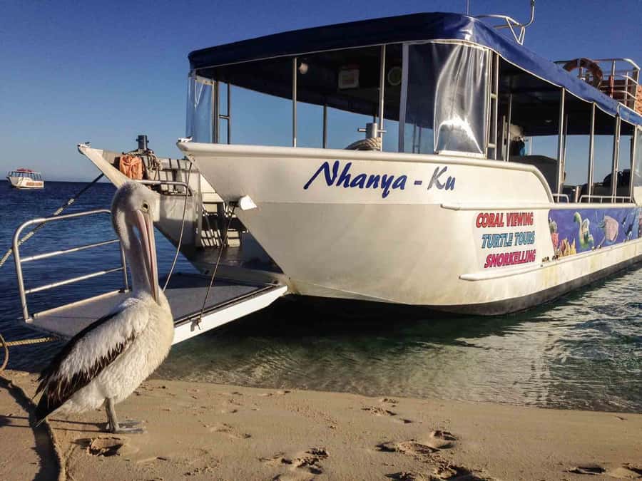 Coral Bay Glass-Bottom Boat Tour - From 30 Robinson Street to the Coral Bay beach