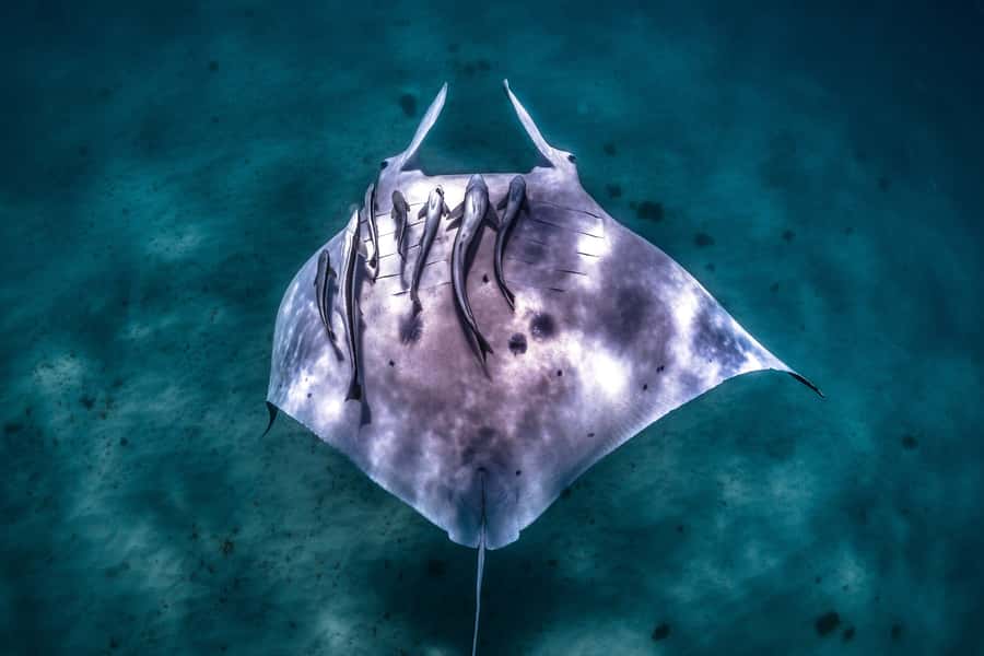Coral Bay: Marine Eco Safari - Swim With Manta Rays - An early start at Coral Bay and a short ride to the jetty