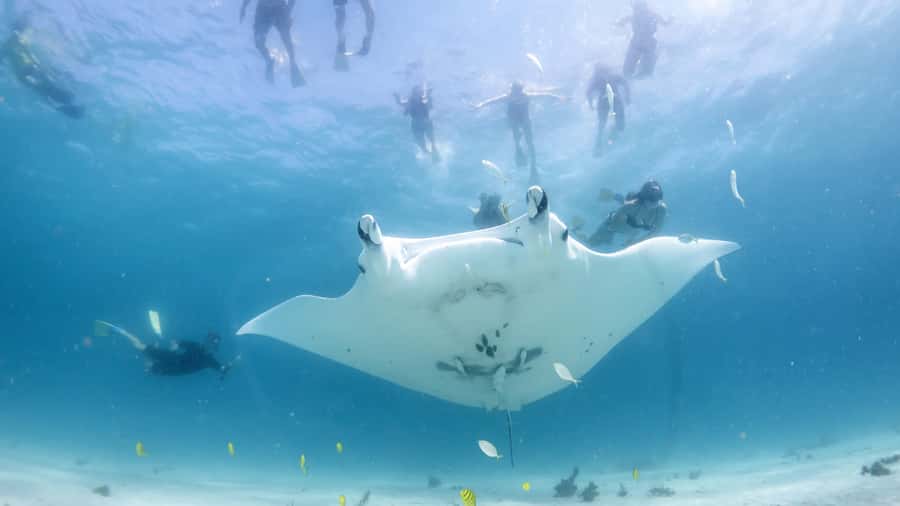 Coral Bay: Marine Eco Safari - Swim With Manta Rays - Morning tea gives you a useful break