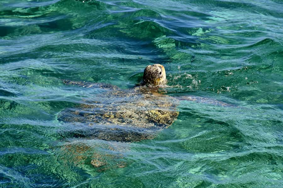 Coral Bay: Ningaloo Reef 3-Hour Turtle Ecotour - Two reef stops with different rewards