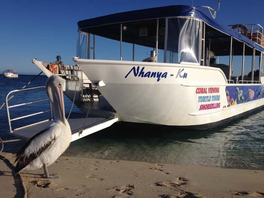 Coral Bay: Ningaloo Reef 3-Hour Turtle Ecotour - Finding green sea turtles at the sanctuary