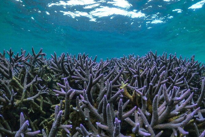 Coral By Kayak - Ningaloo Reef Half Day Kayak & Snorkel Tour - Kayaking out from Tantabiddi Boat Ramp