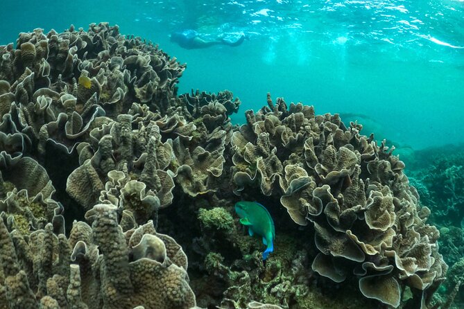 Coral By Kayak - Ningaloo Reef Half Day Kayak & Snorkel Tour - Snorkelling in the Sanctuary zone