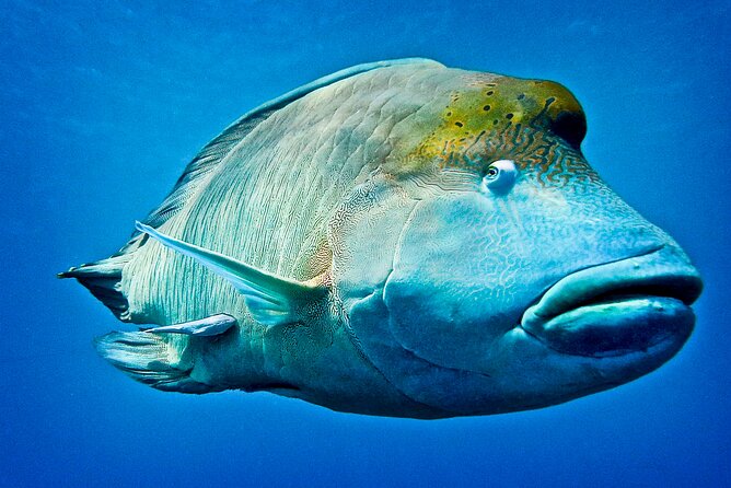 Coral Sea Dreaming Overnight Dive, Snorkel and Sail - An overnight stay turns the trip into a real reef escape