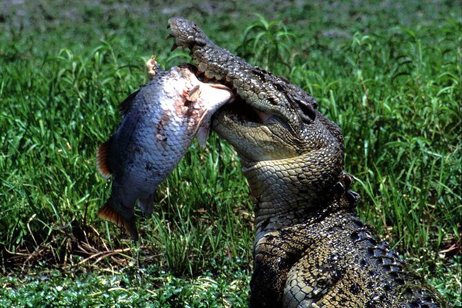 Corroboree Billabong 2.5 hour Lunch Cruise - Crocodiles without a staged show
