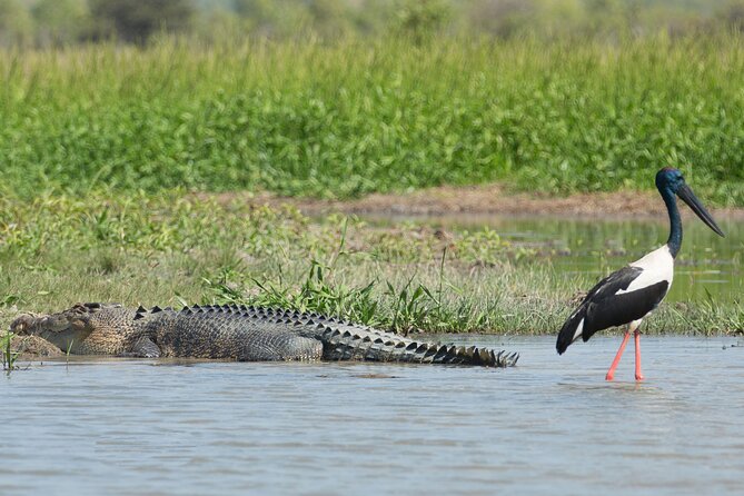 Corroboree Billabong 2.5 hour Lunch Cruise - Birdlife gives the cruise more range