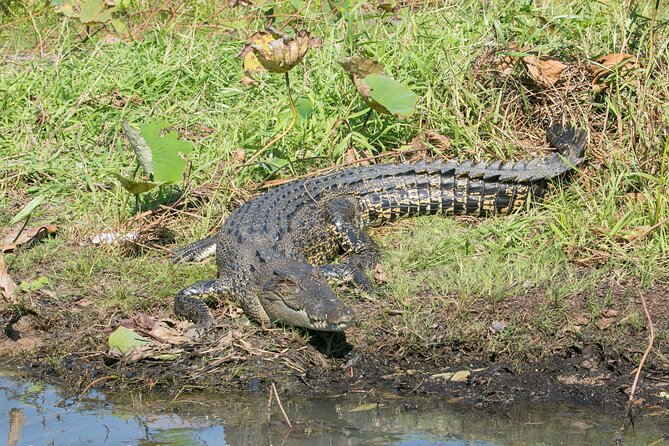 Corroboree Billabong 2.5 hour Lunch Cruise - What the 12:45 pm departure means