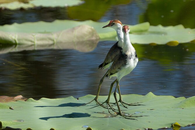 Corroboree Billabong 2.5 hour Lunch Cruise - Following the billabong’s quieter channels