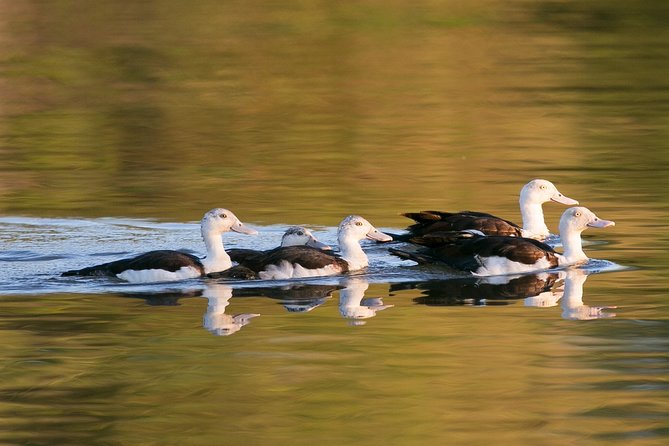 Corroboree Billabong Wetland Cruises - 1.5 hour Morning cruise - Why Corroboree Billabong is worth the drive