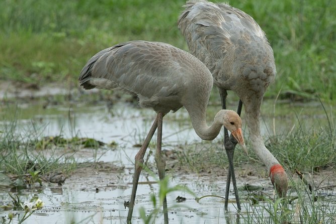 Corroboree Billabong Wetland Cruises - 1.5 hour Morning cruise - Birdwatching at Corroboree Billabong