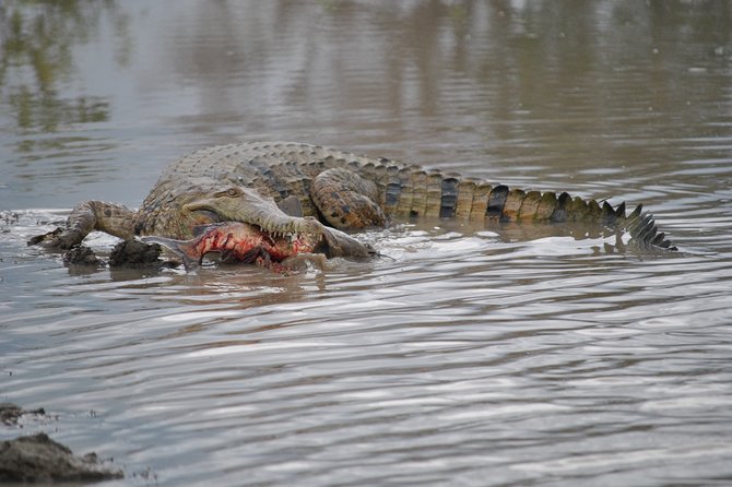 Corroboree Billabong Wetland Cruises - 1.5 hour Morning cruise - Is the $53.79 price good value?