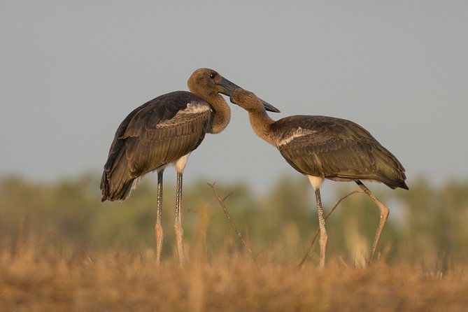 Corroboree Billabong Wetland Cruises - 1.5 hour Morning cruise - Who should book this cruise?