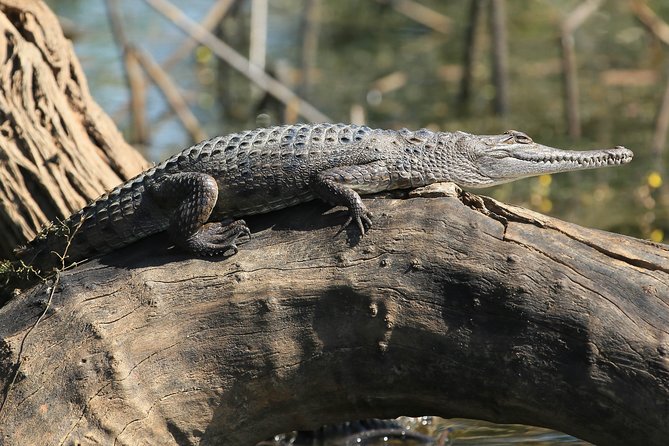 Corroboree Billabong Wetland Cruises - 1.5 hour Morning cruise - Timing, group size, and practical details