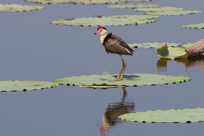 Corroboree Billabong Wetland Cruises - 1.5 hour Morning cruise - What happens during the 90-minute cruise