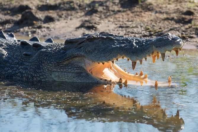 Corroboree Billabong Wetland Cruises - 2 hour Sunset Cruise - Saltwater crocodiles close to the boat