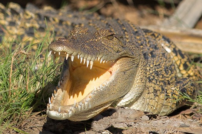 Corroboree Billabong Wetland Cruises - 2 hour Sunset Cruise - Is $71.01 good value?