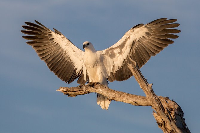 Corroboree Billabong Wetland Cruises - 2 hour Sunset Cruise - The first hour on the Mary River Wetlands