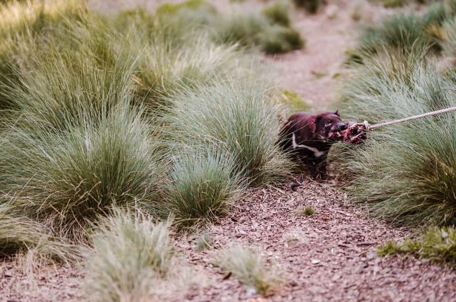 Cradle Mountain: After Dark Tasmanian Devil Feeding Tour - Why feeding time is the right time to see a Tasmanian devil