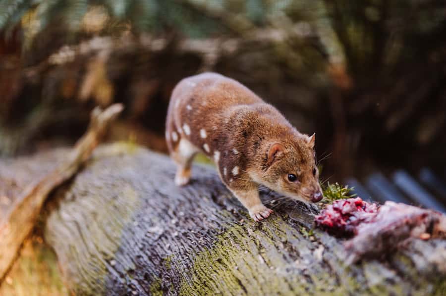 Cradle Mountain: After Dark Tasmanian Devil Feeding Tour - The 90-minute route, from introduction to feeding