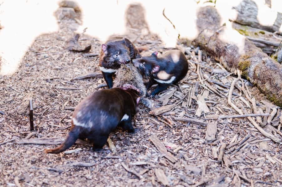 Cradle Mountain: After Dark Tasmanian Devil Feeding Tour - The guide makes the $26 price worthwhile