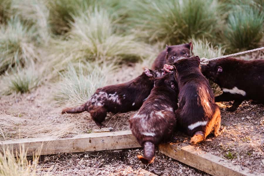 Cradle Mountain: After Dark Tasmanian Devil Feeding Tour - Who will enjoy this tour most