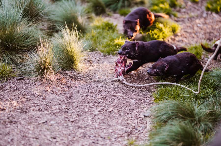 Cradle Mountain: After Dark Tasmanian Devil Feeding Tour - Should you book the After Dark Tasmanian Devil Feeding Tour?