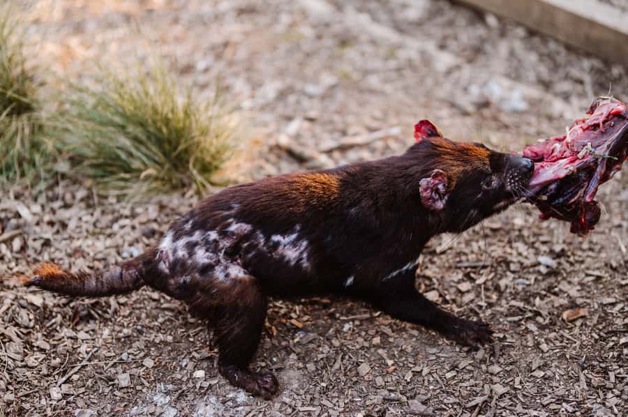 Cradle Mountain: After Dark Tasmanian Devil Feeding Tour - FAQ