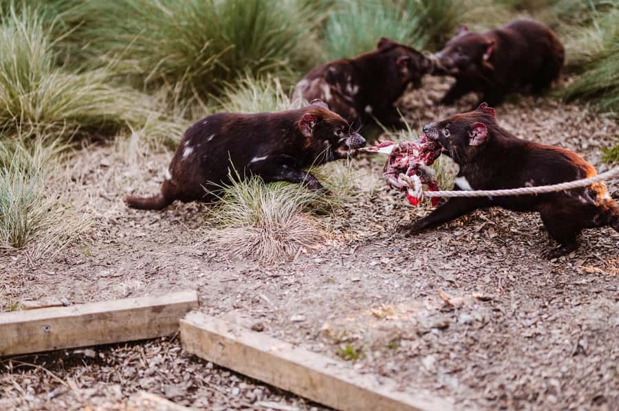 Cradle Mountain: After Dark Tasmanian Devil Feeding Tour - Start with a self-guided visit at Devils@Cradle
