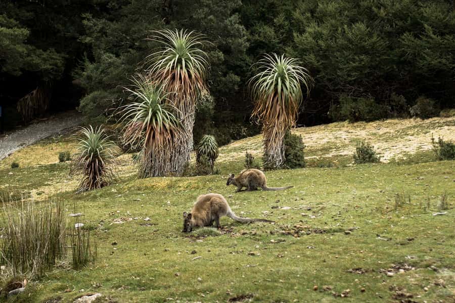 Cradle Mountain National Park by Coach from Launceston - Cheese and a gentle finish at Ashgrove