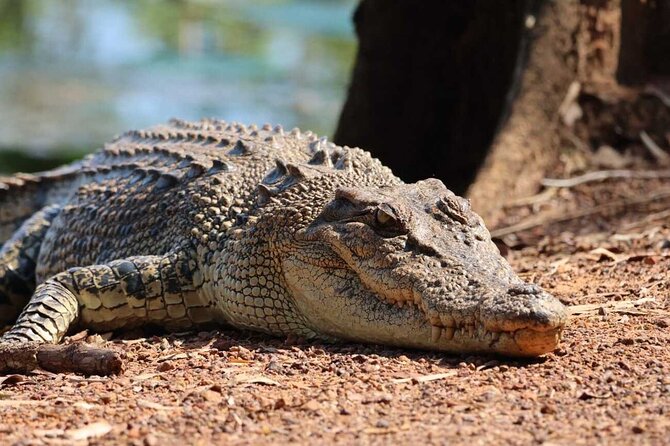 Crocodile Jumping Boat Cruise with Transfer from Darwin - Why this Darwin crocodile trip works so well
