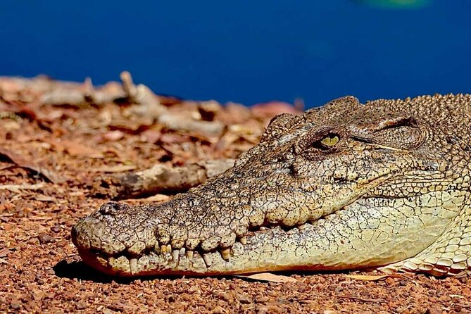 Crocodile Jumping Boat Cruise with Transfer from Darwin - What the feeding means for an authentic experience