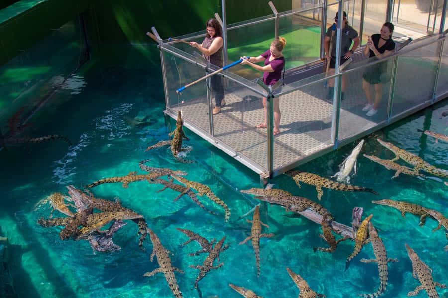 Crocosaurus Cove General Admission Ticket - Key points to know before you go