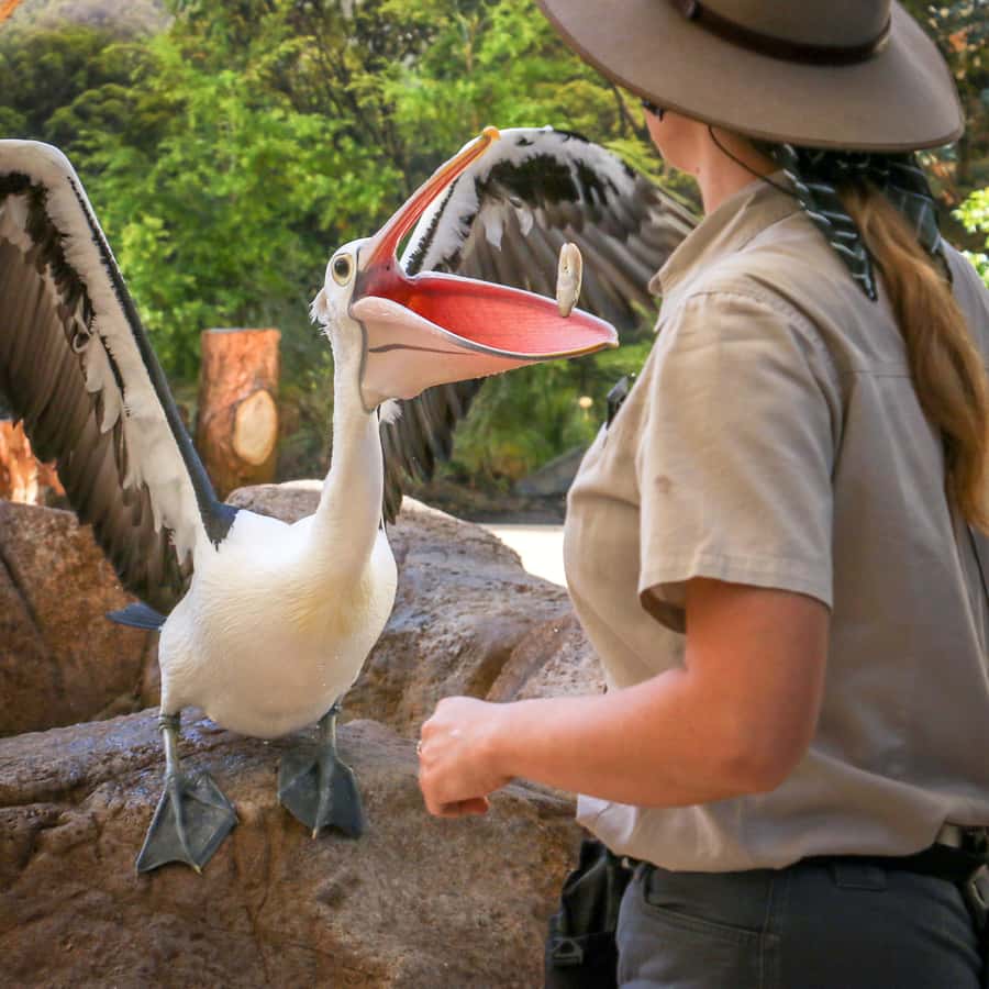 Currumbin Wildlife Sanctuary Entry Ticket - Meet kangaroos and koalas