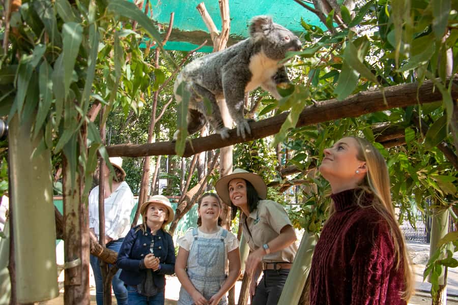 Currumbin Wildlife Sanctuary Entry Ticket - Visit the Wildlife Hospital