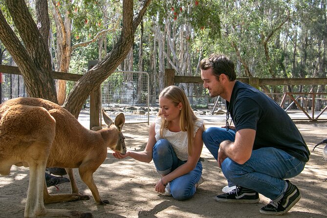 Currumbin Wildlife Sanctuary General Entry Ticket - Why Currumbin works so well for a Gold Coast day