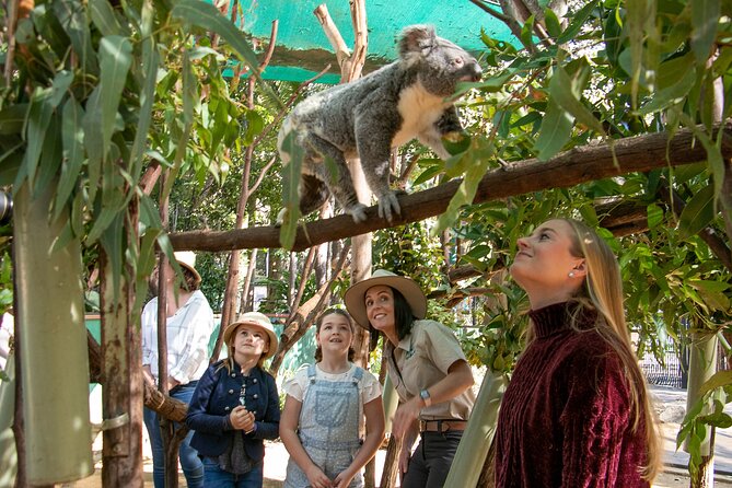 Currumbin Wildlife Sanctuary General Entry Ticket - Australian animals up close