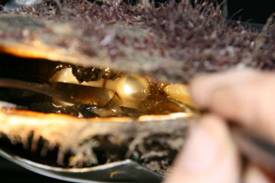 Cygnet Bay Pearl Farm Behind-the-Scenes Tour & Live Harvest - The live pearl harvest and what it reveals