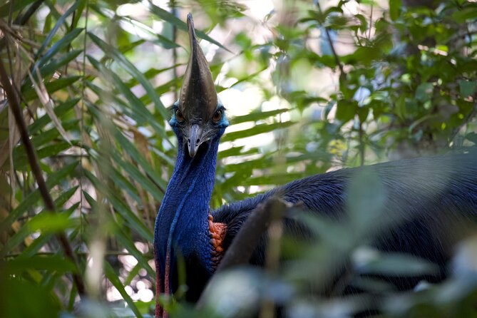 Daintree, Cape Tribulation & River Cruise from Port Douglas - Mossman Gorge starts the day with granite and rainforest
