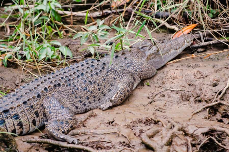 Daintree: Guided Daintree River Wildlife Cruise - What the Daintree River cruise actually offers