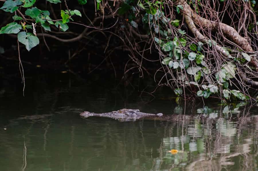 Daintree: Guided Daintree River Wildlife Cruise - Starting at Bruce Belcher & Son