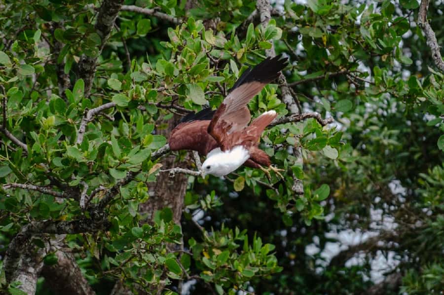 Daintree: Guided Daintree River Wildlife Cruise - The crocodile search