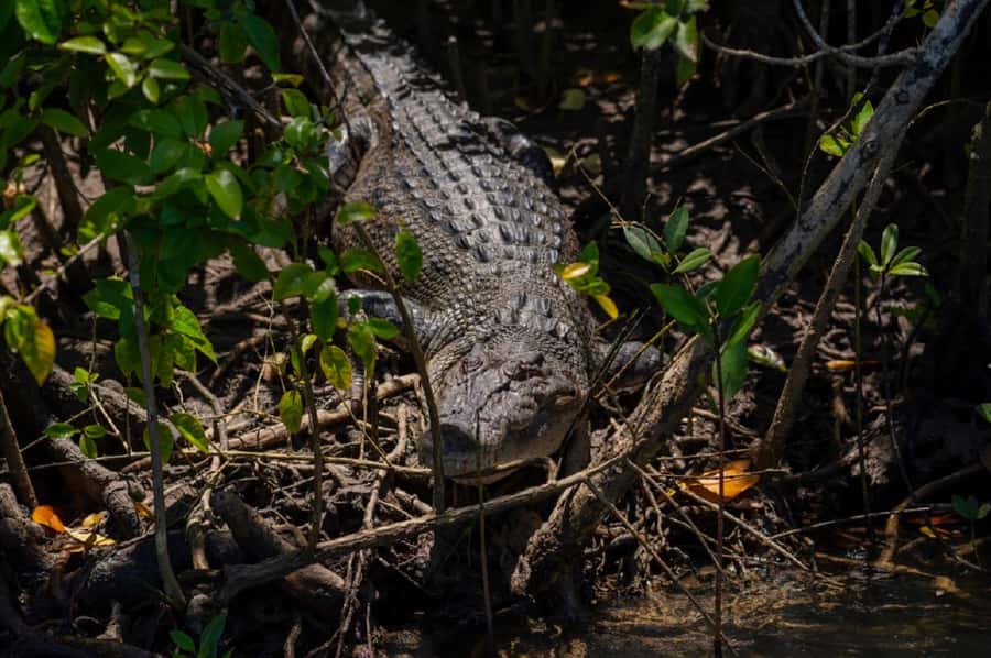 Daintree: Guided Daintree River Wildlife Cruise - Why the guide matters