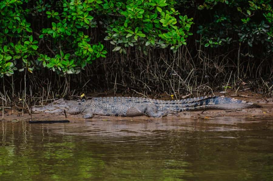 Daintree: Guided Daintree River Wildlife Cruise - Making the most of the hour